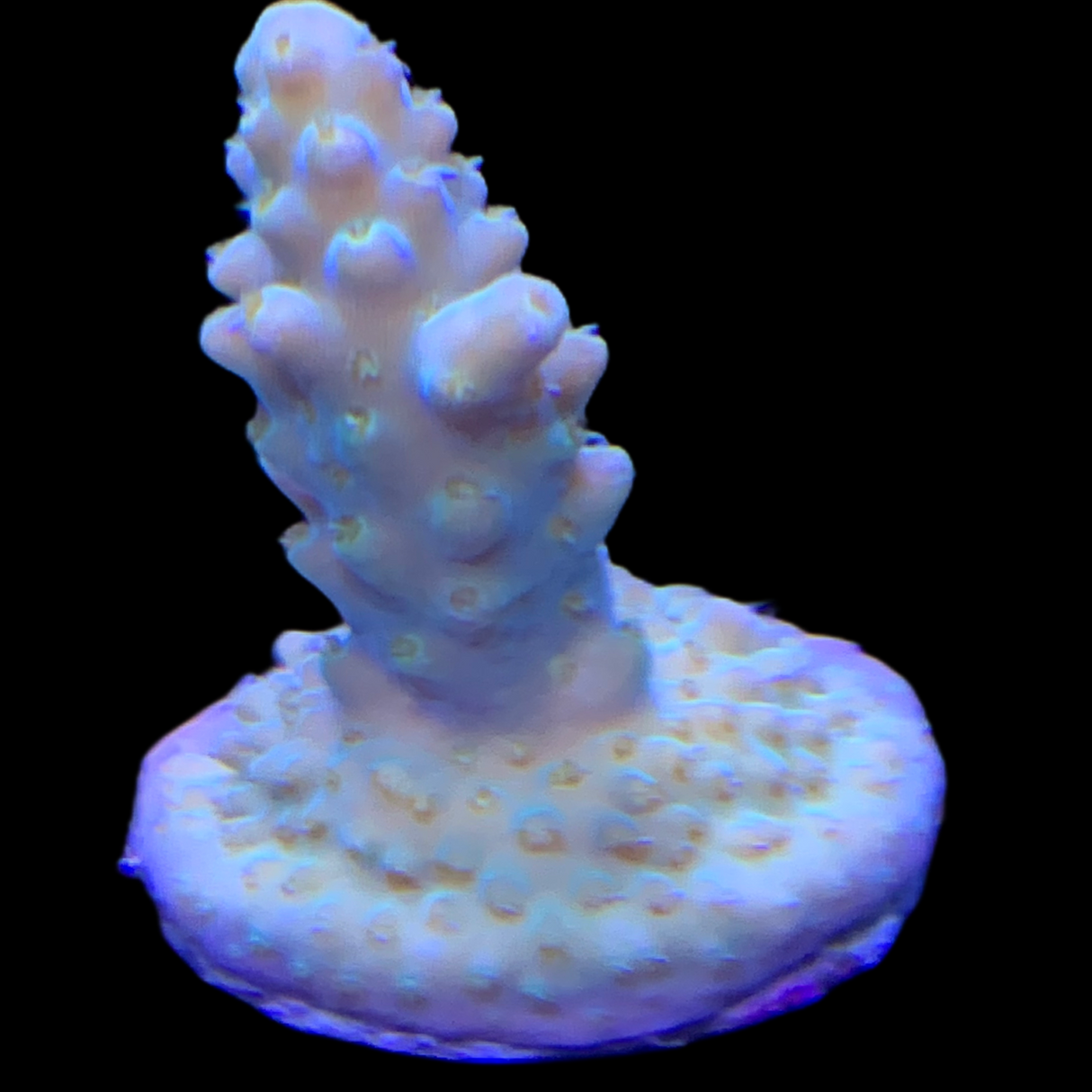 Acropora Frag