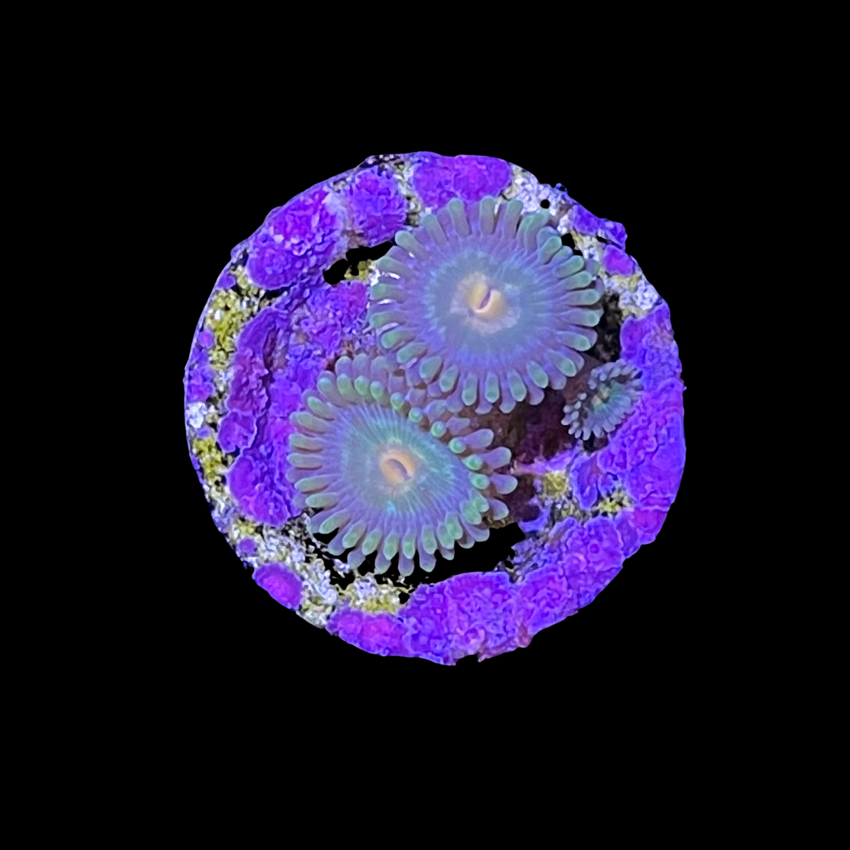 Zoa Frag