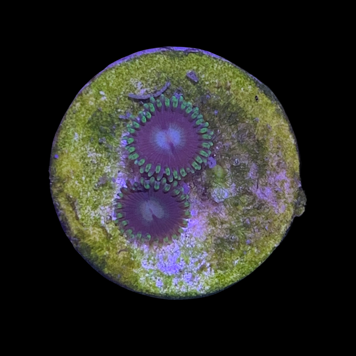 Zoa Frag