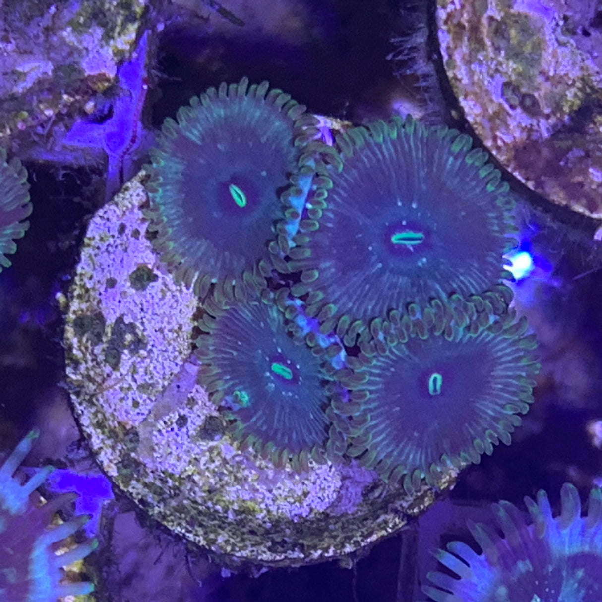 4 polyp Zoa frag