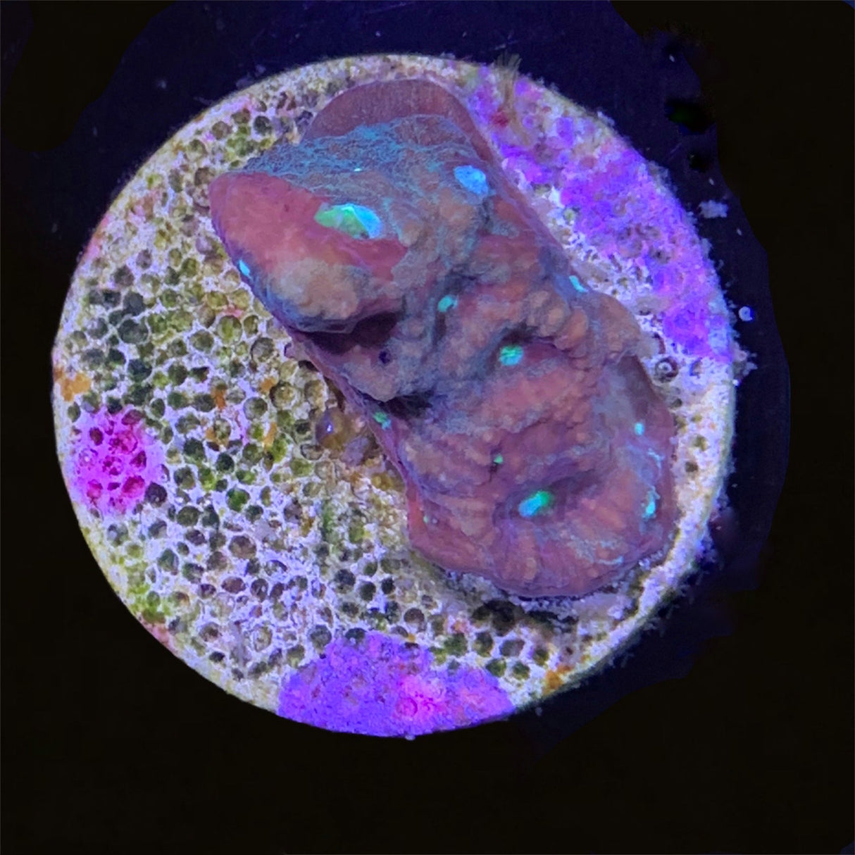 Favites Pentagona War Coral