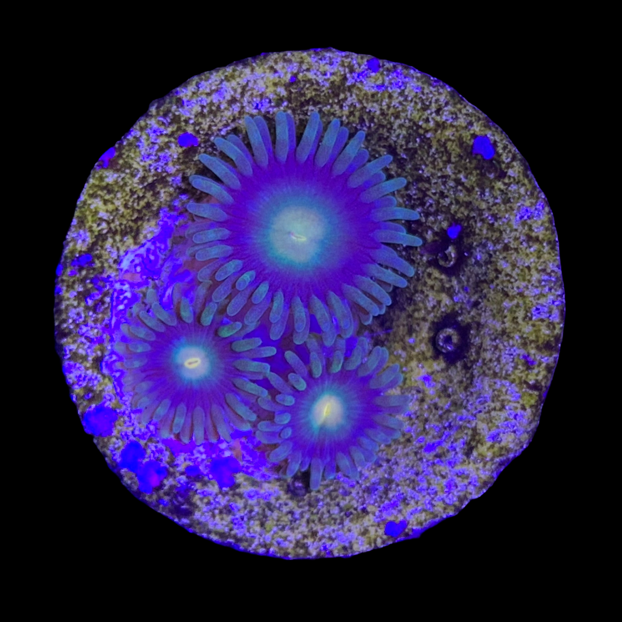 Zoa Frag