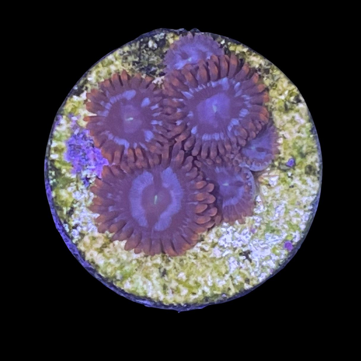 Forget Me Not Zoa Frag