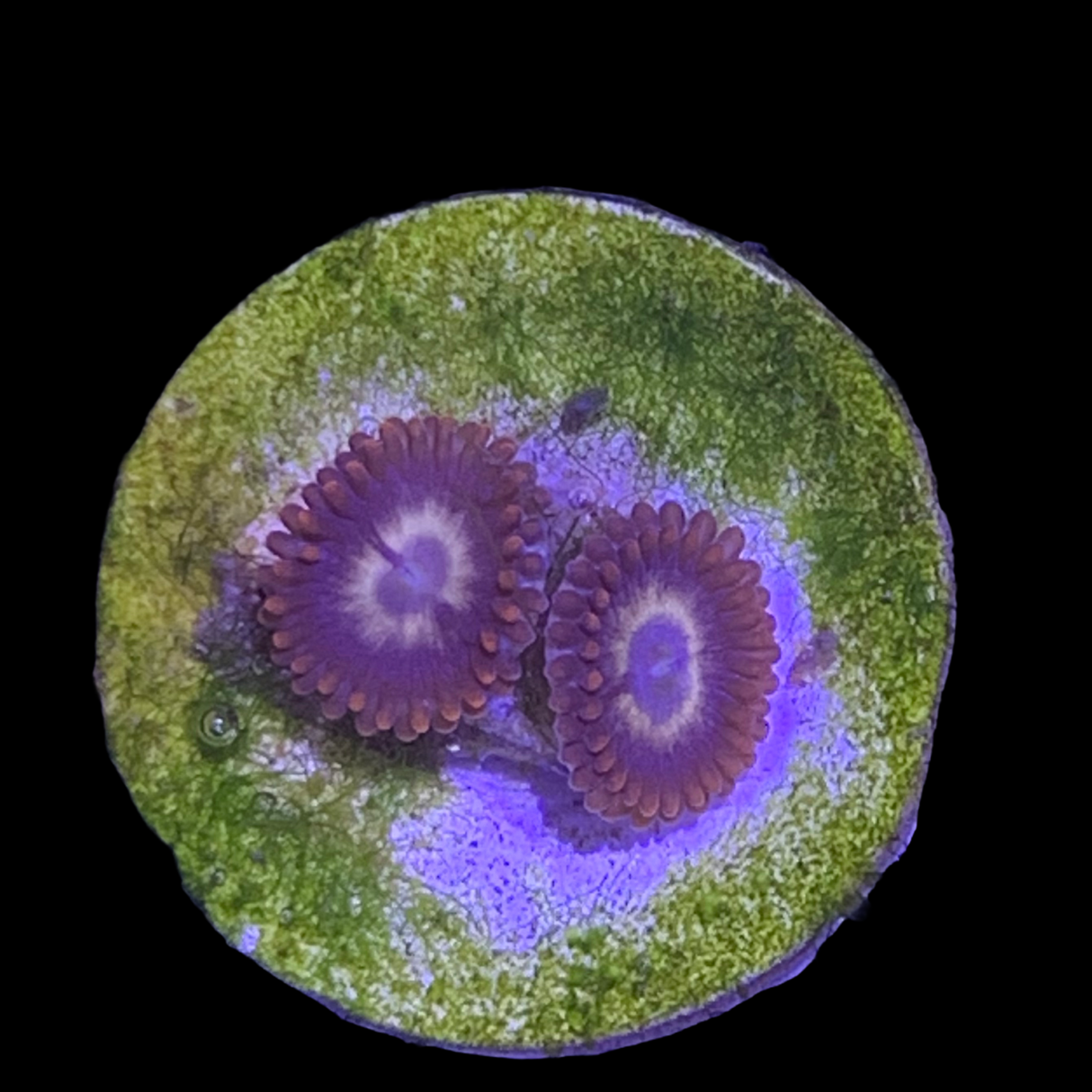 Zoa Frag