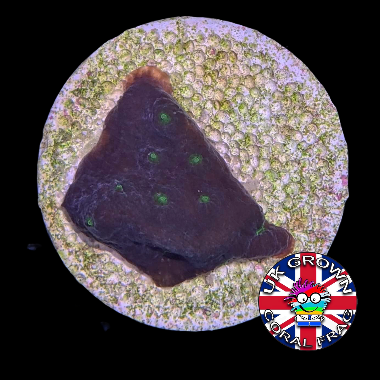 LA Lakers Turbinaria (Large Plug) UK Grown