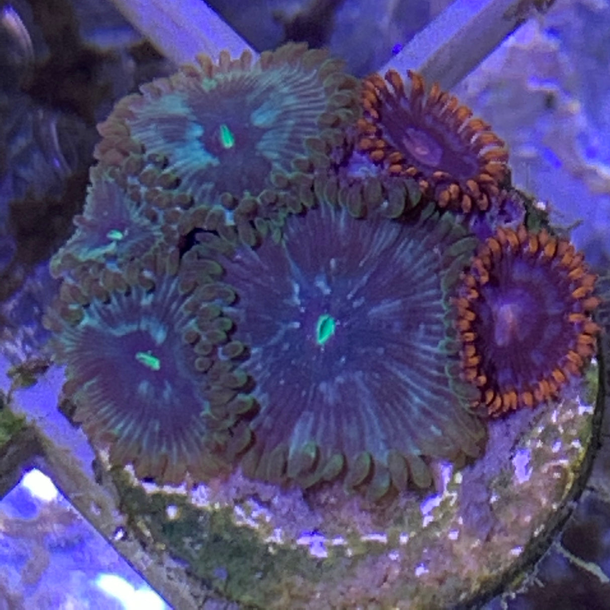 6 polyp Zoa frag