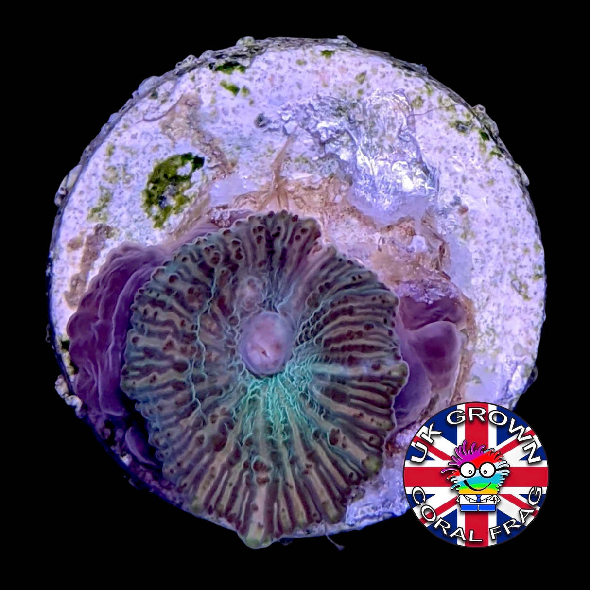 Watermelon Green Mushroom (UK Grown)