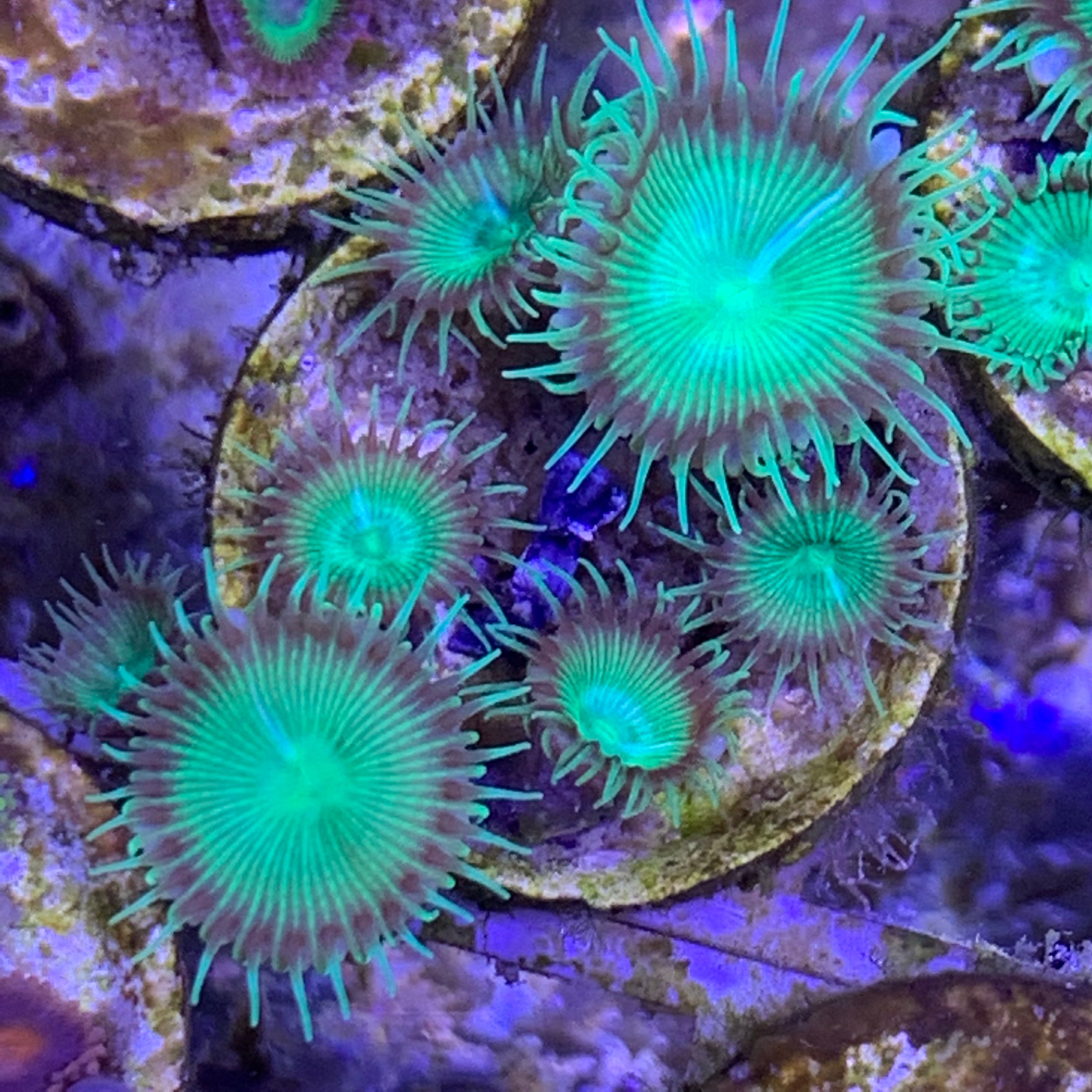Paly Zoa frag
