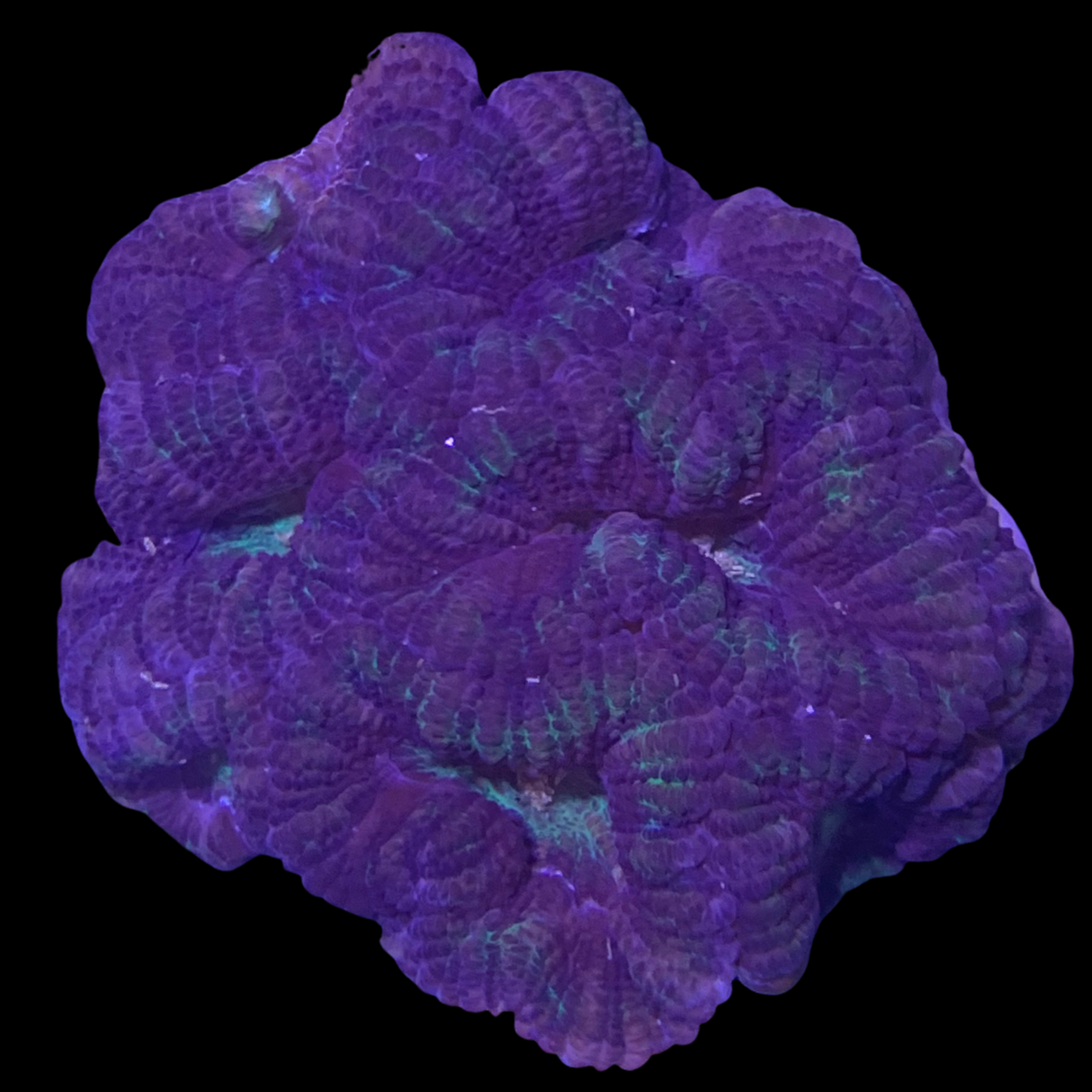 Acanthastrea Lordhowensi