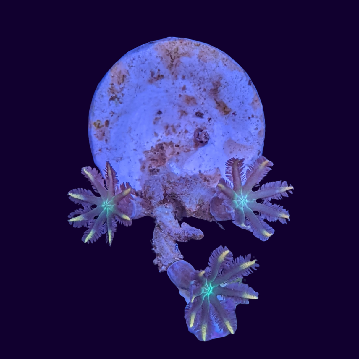 Clove Polyp