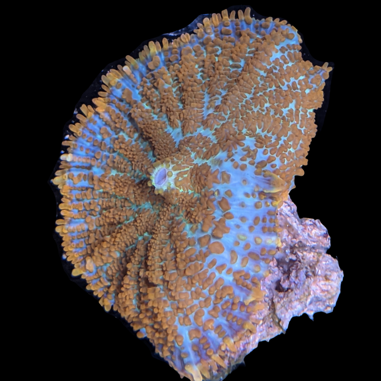 Rhodactis Inchoat Rusty Mushroom