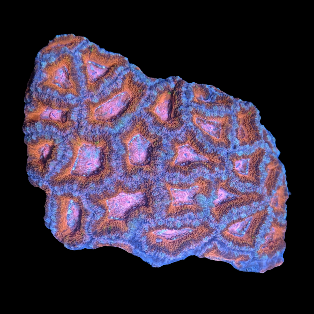 Acanthastrea Lordhowensi Colony