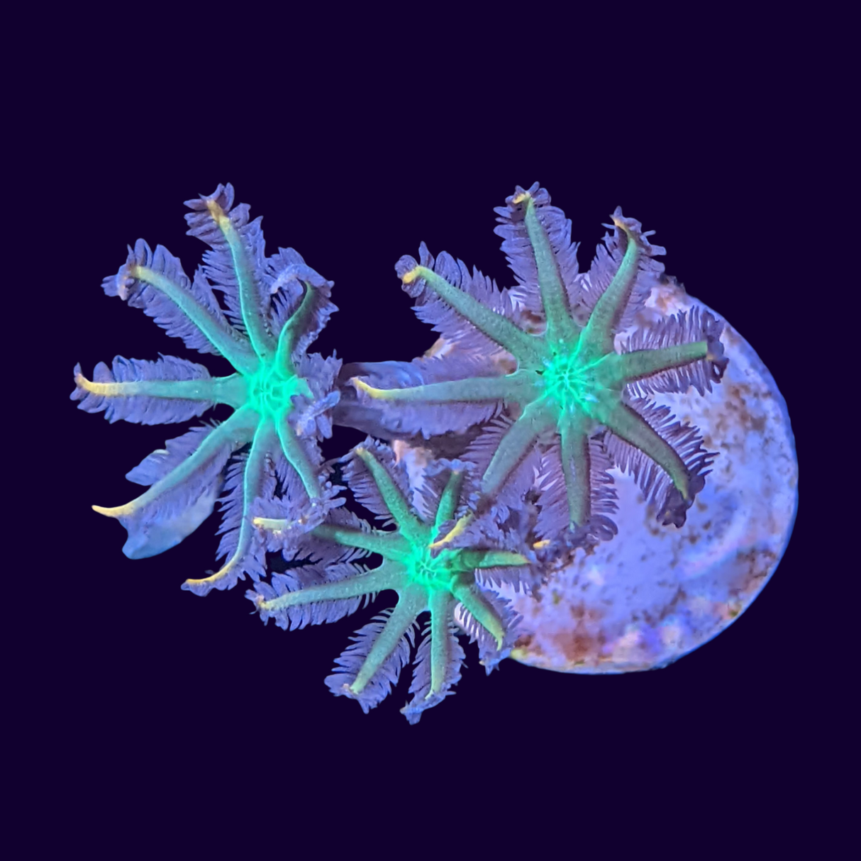 Clove Polyp