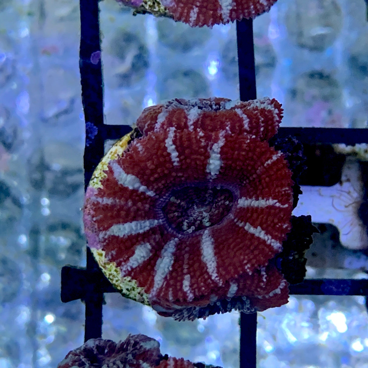 3 Head Acan Frag