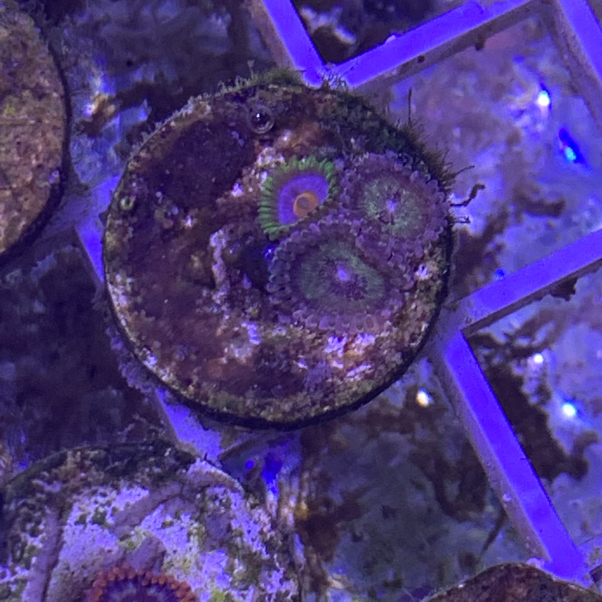3 polyp Zoa frag