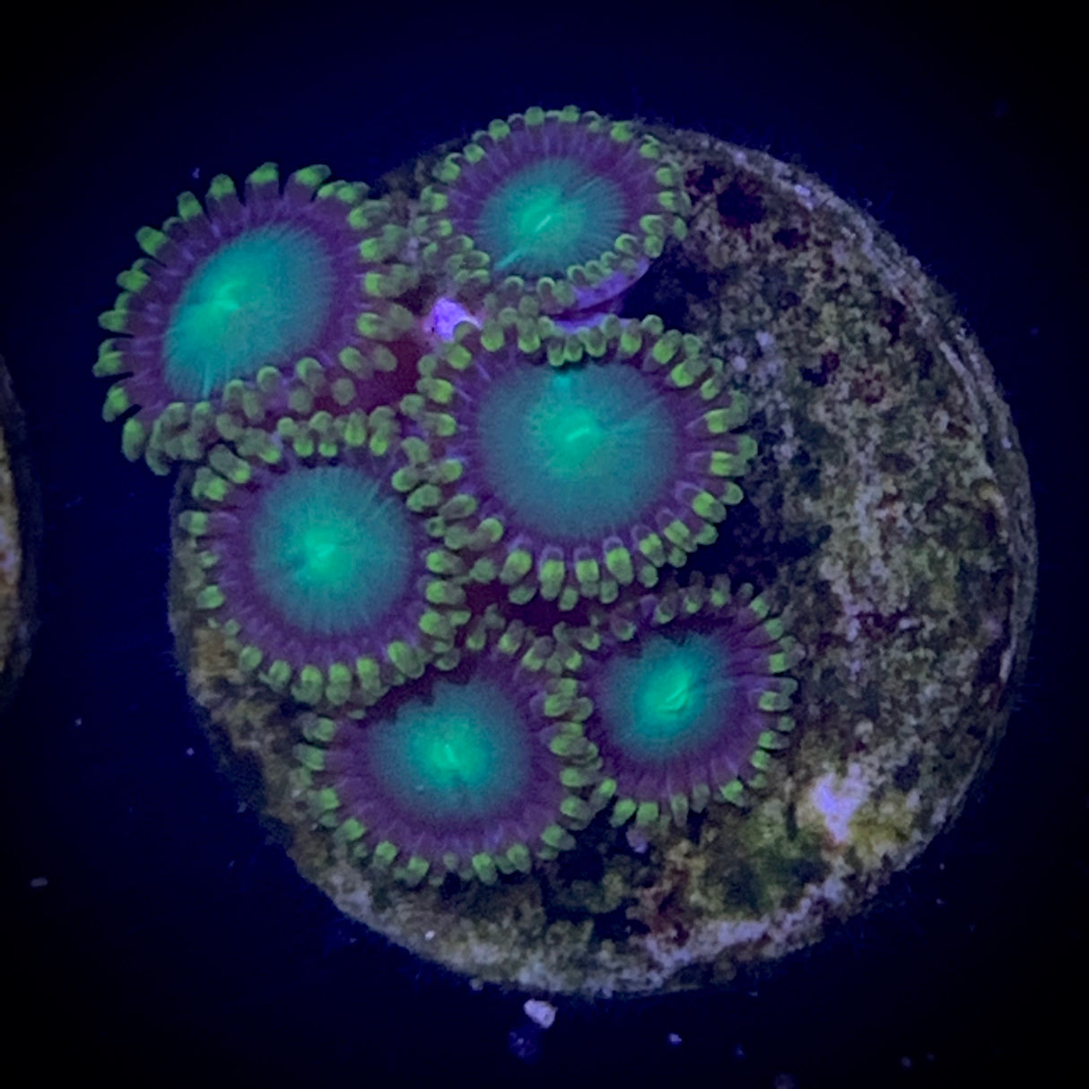 Zoa Frag