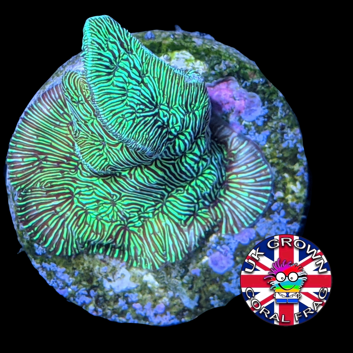Metallic Green Pavona (UK Grown)