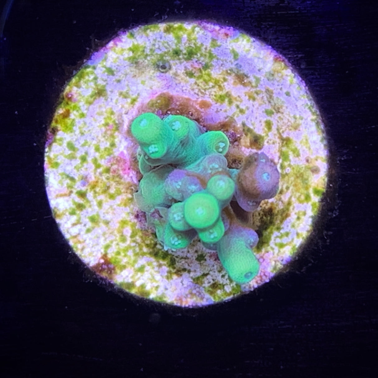 Acropora Frag