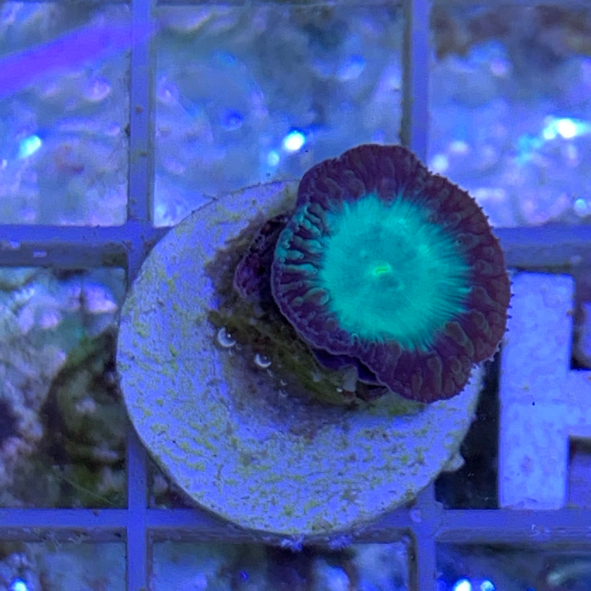 1 Head Grey / Green Blastomussa