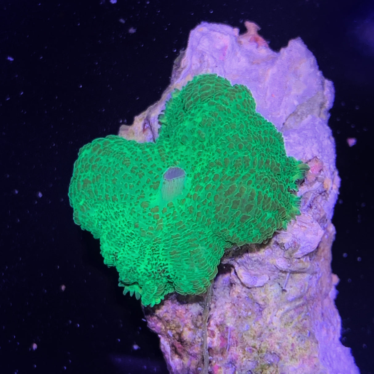 Green Mushroom