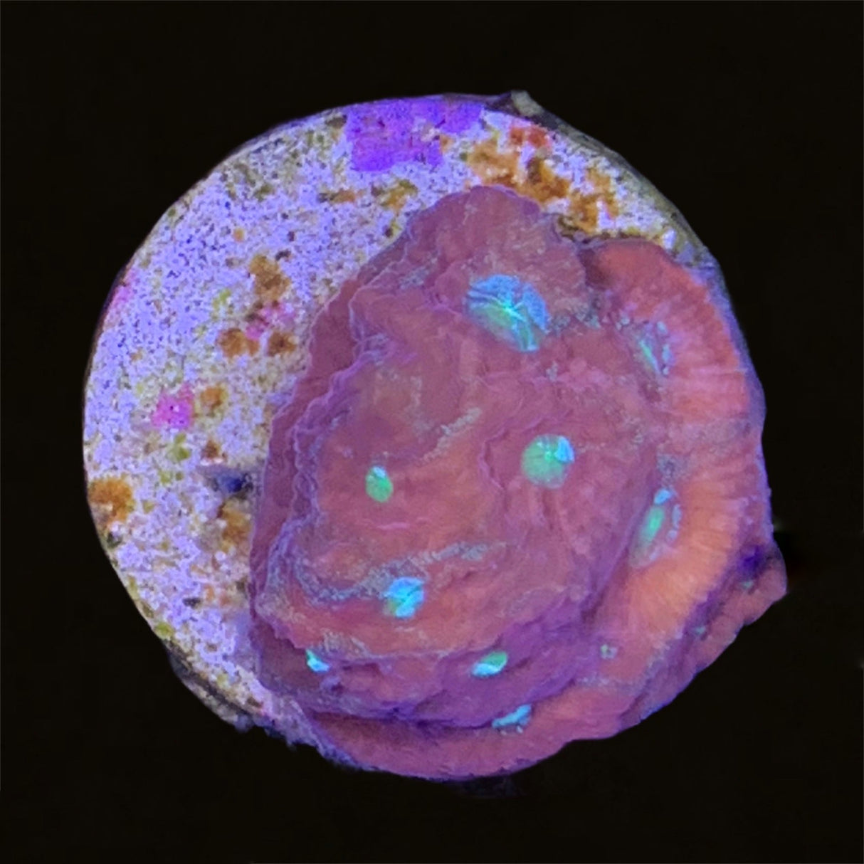 Favites Pentagona War Coral