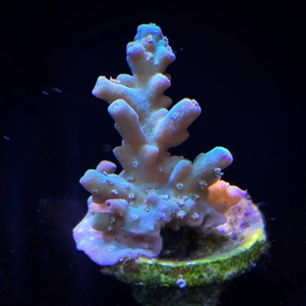 Acropora Frag