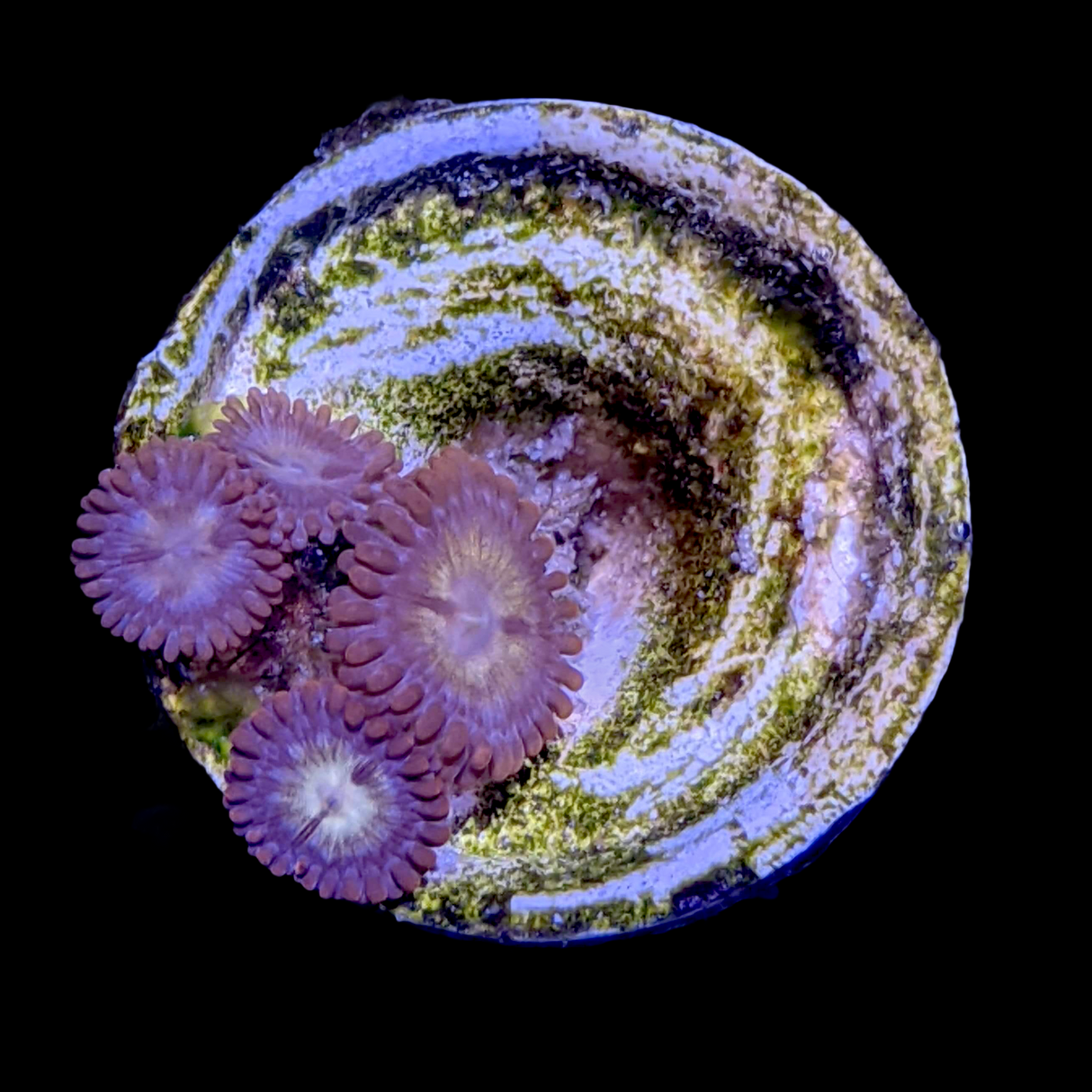 Zoa Frag