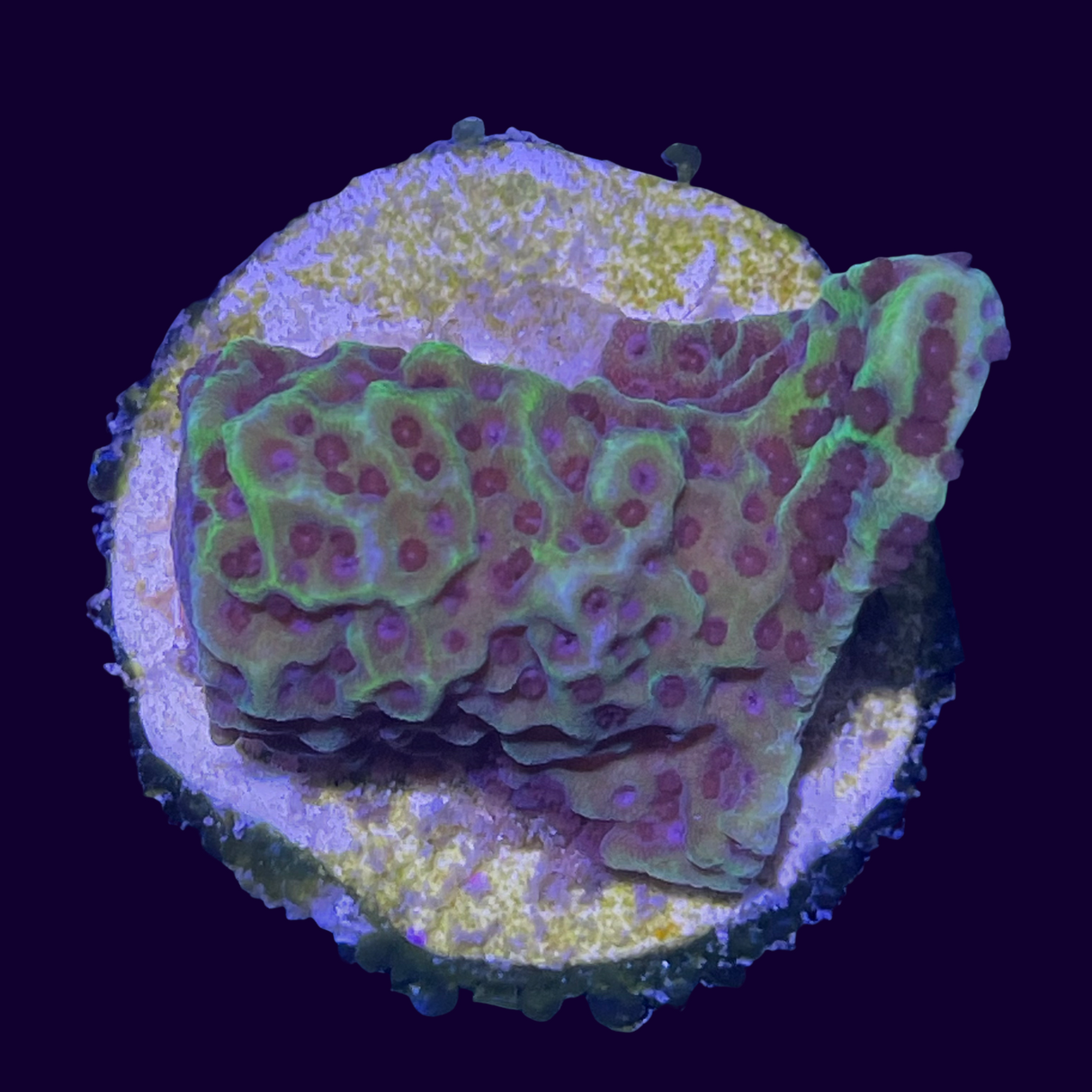 Confusa Montipora
