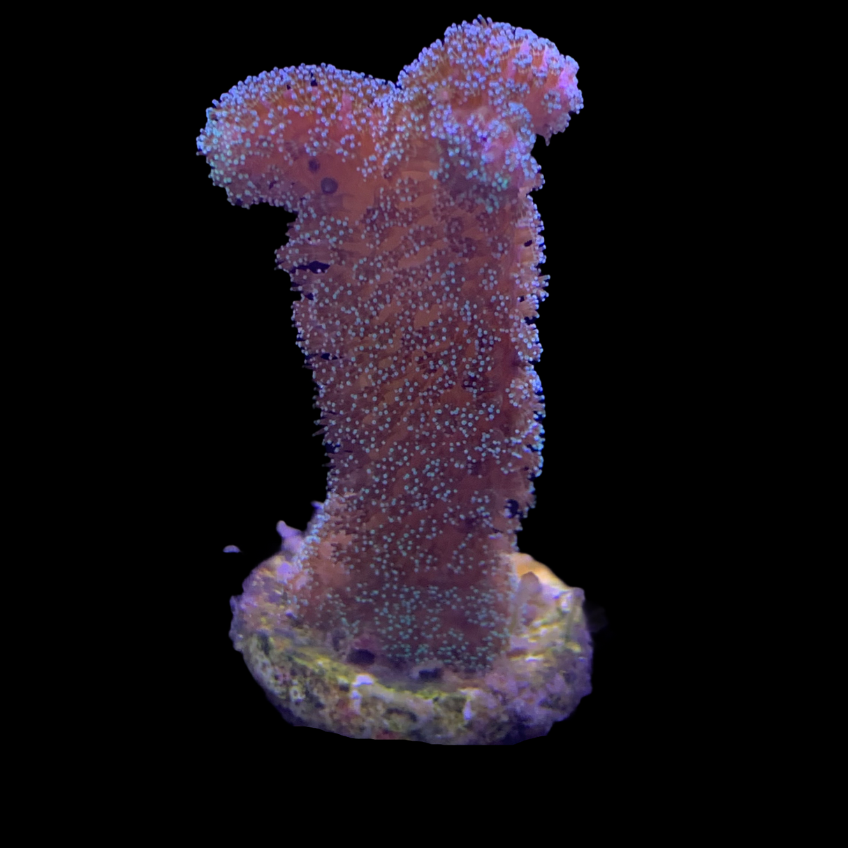 Green Stylophora Pistillata (UK Grown)