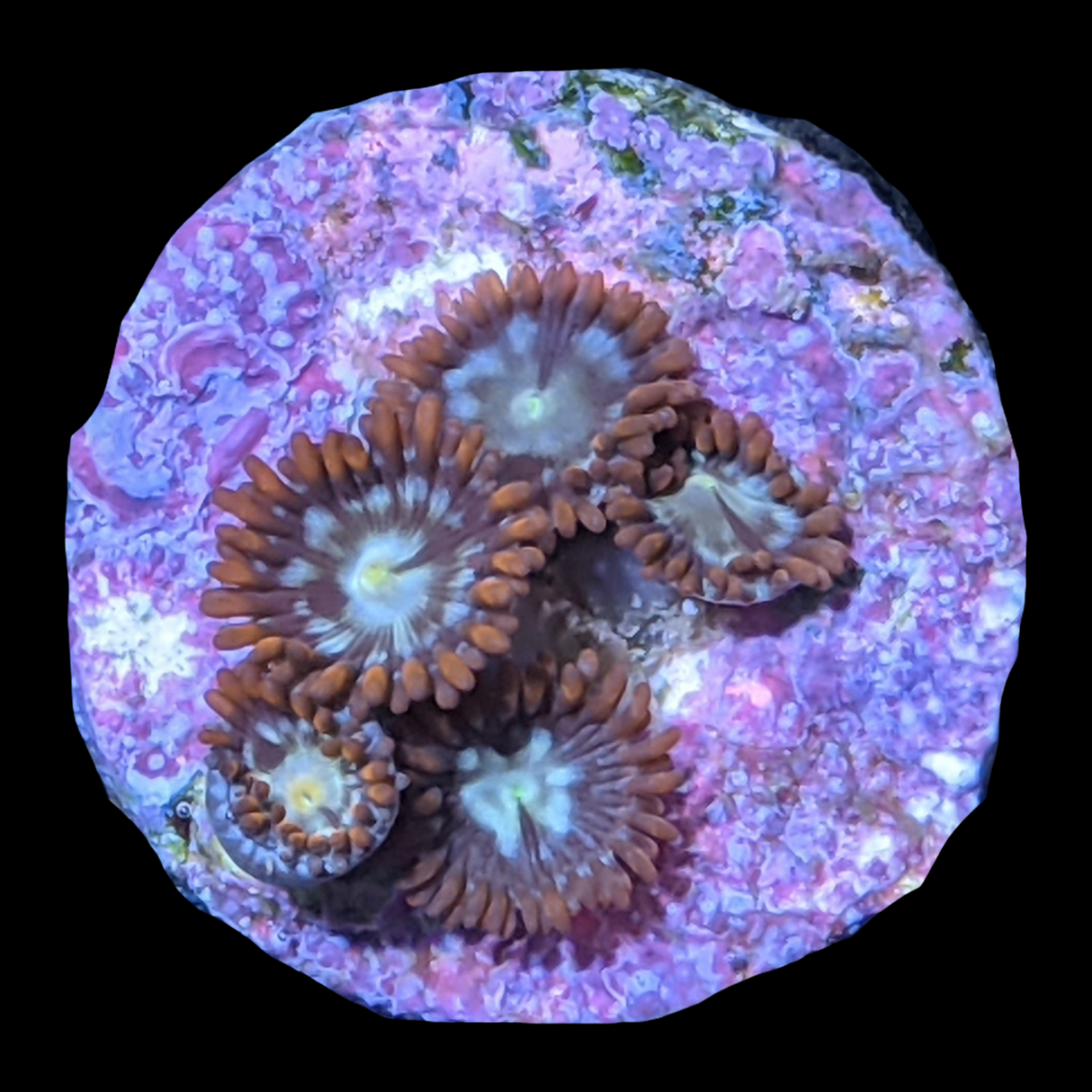 Chocolate Orange Zoa Frag