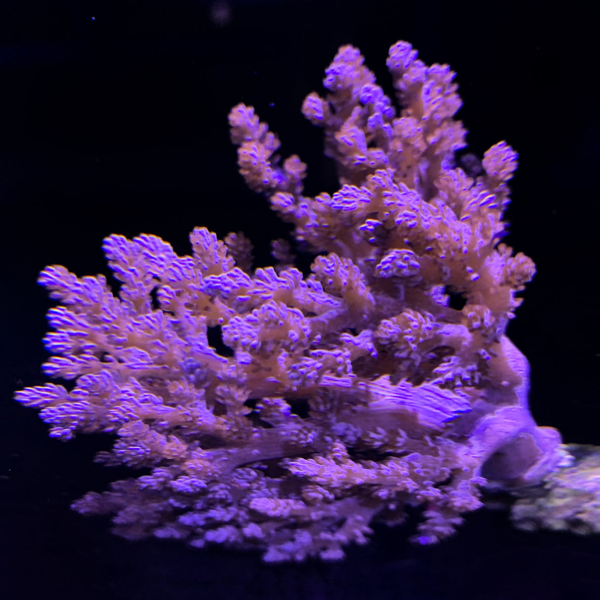 Capnella Colony