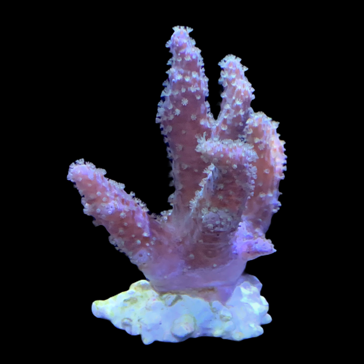 Green polyp Sinularia