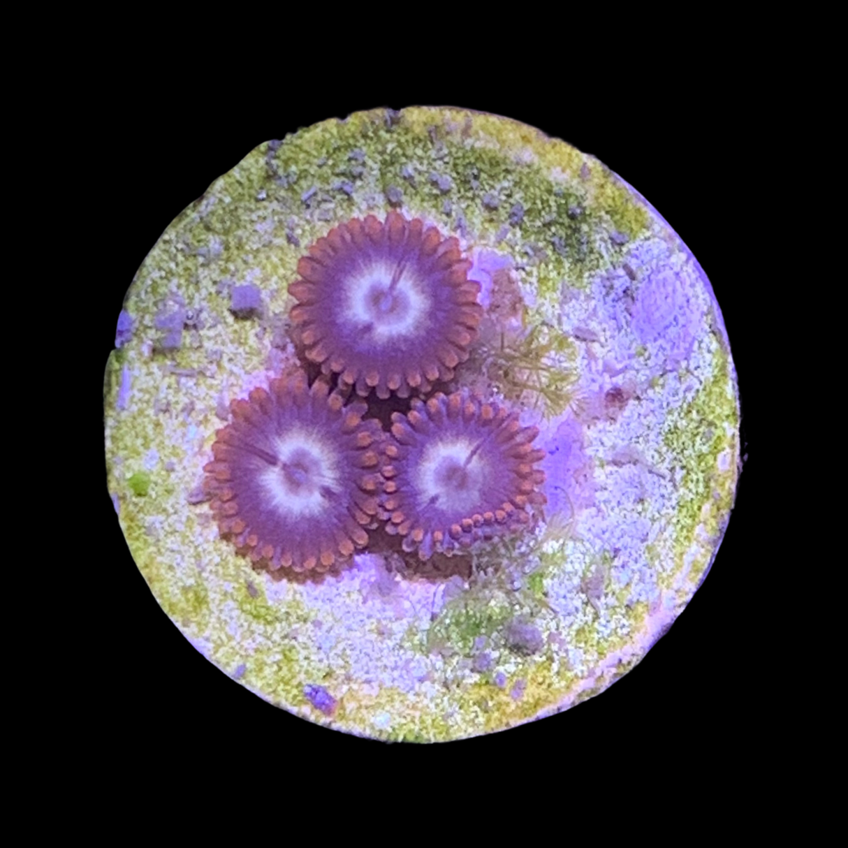Zoa Frag