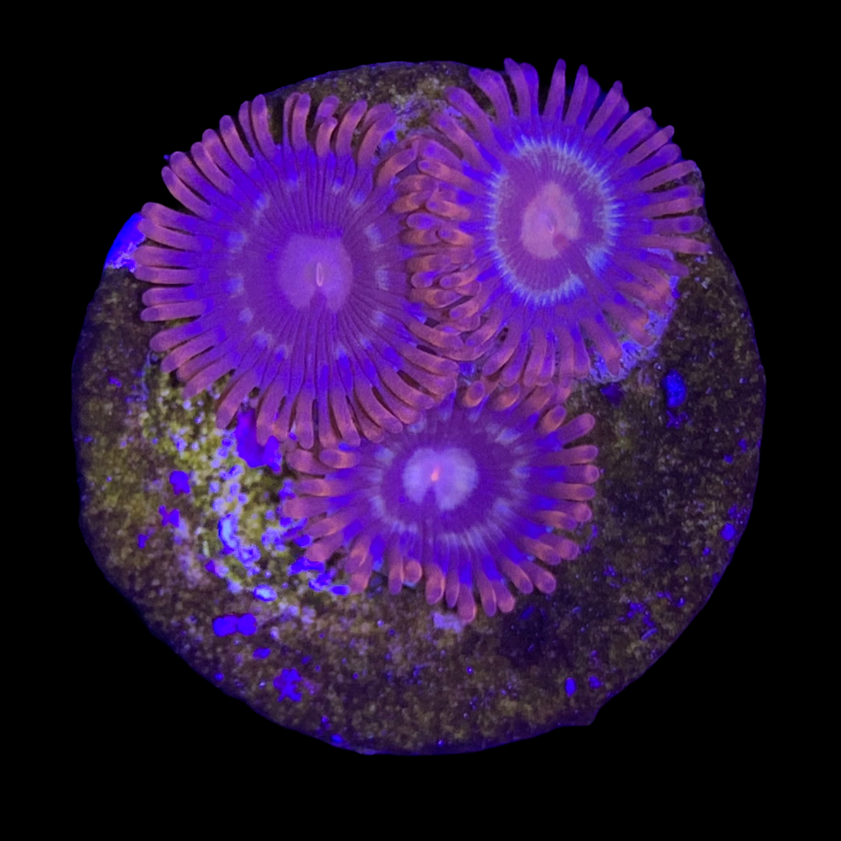 Zoa Frag