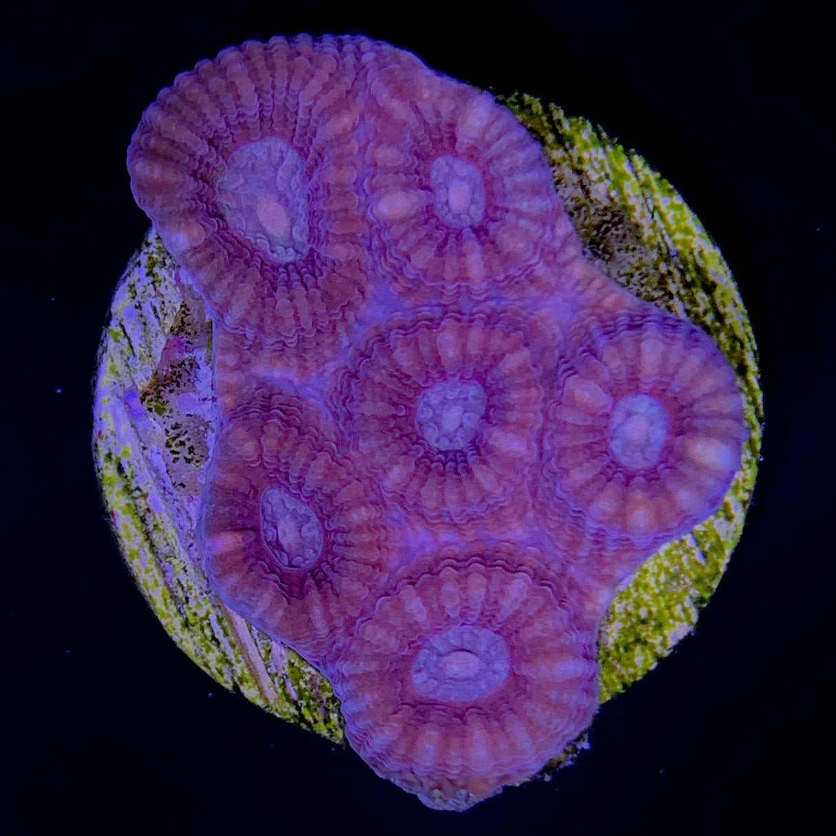 Plesiastrea