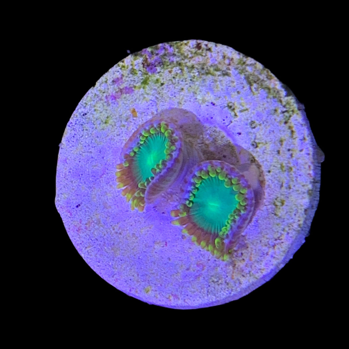 Zoa Frag