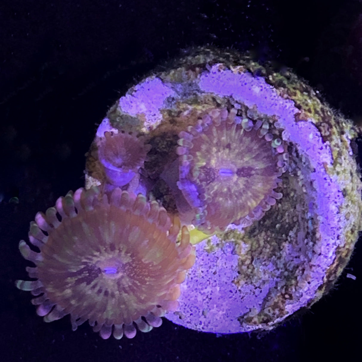 Zoa Frag