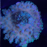 Acropora Frag