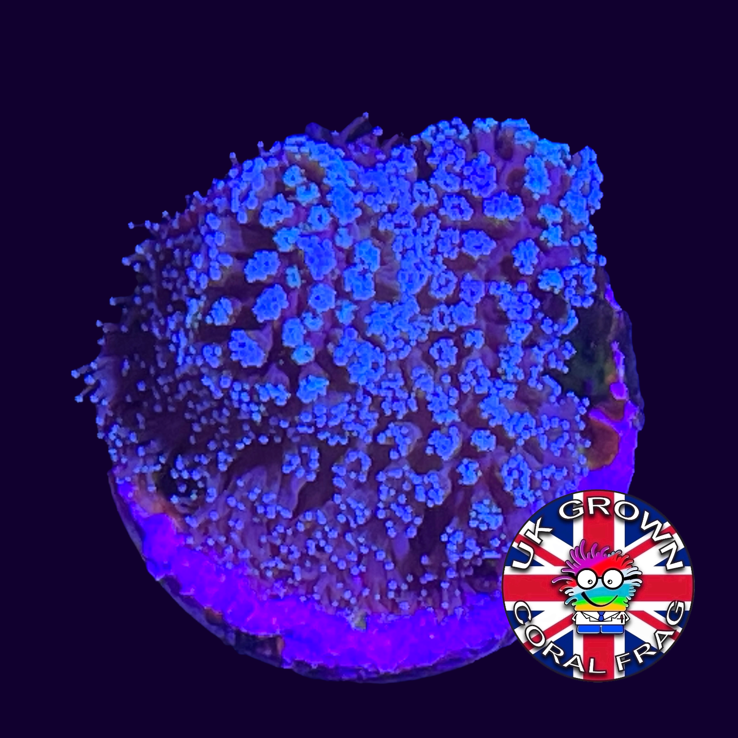 Blue Polyp Stylophora – thecoralcentre