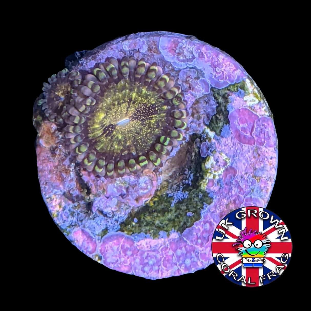 Reverse Space Monster Zoa Frag (UK Grown)