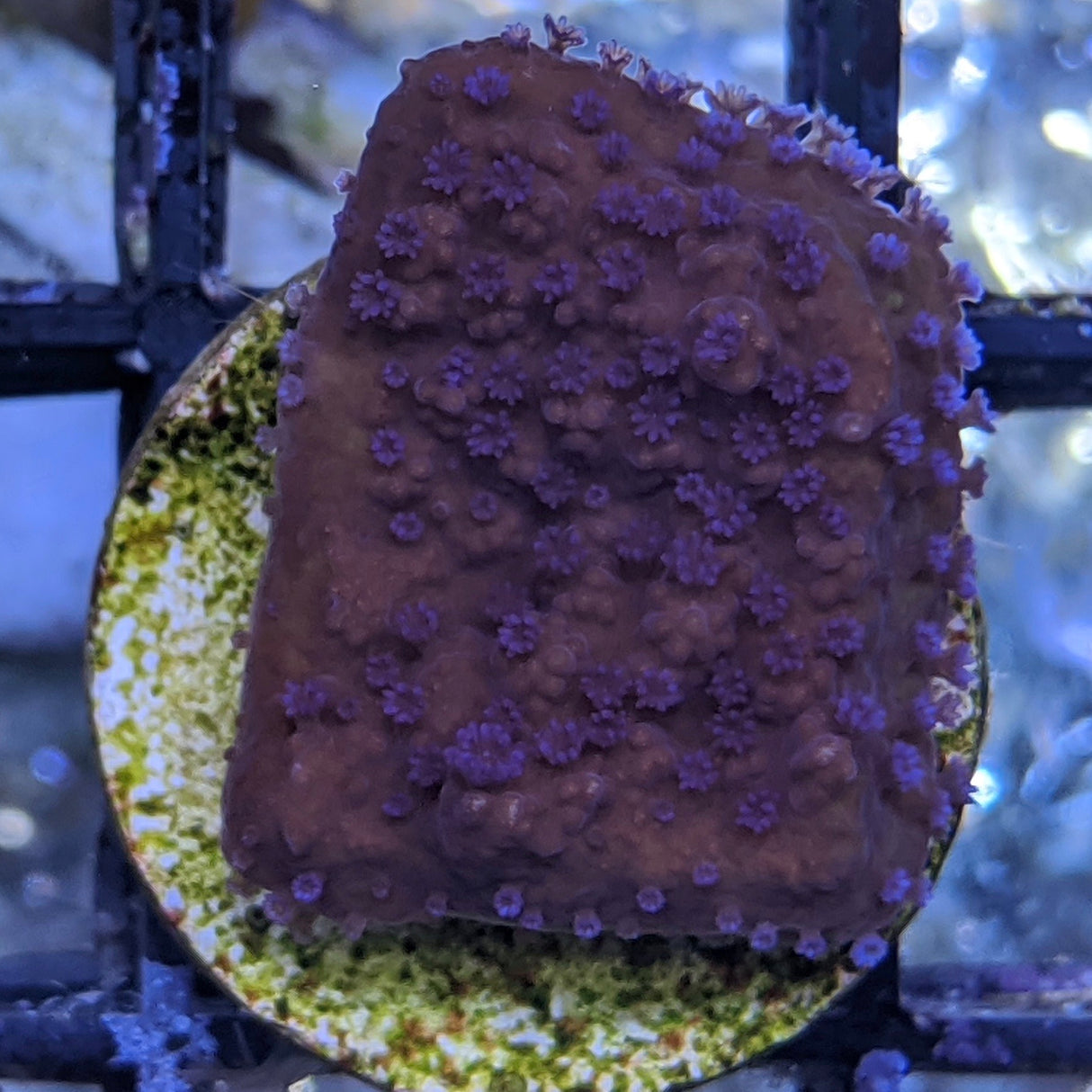 Purple Polyp Red Plating Montipora