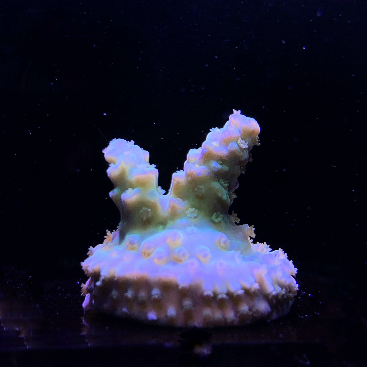 Acropora Frag