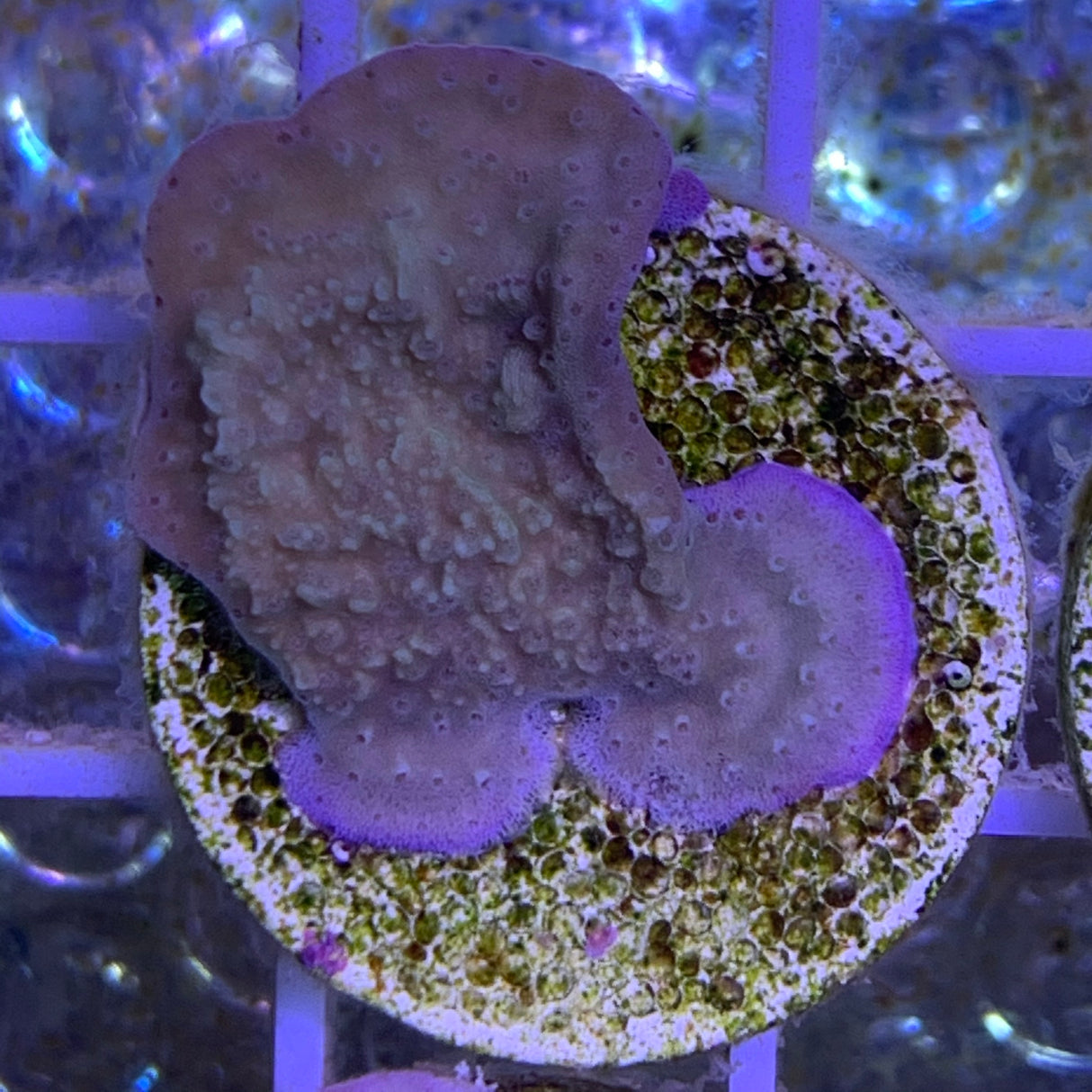 Purple Rim Green Plating Montipora