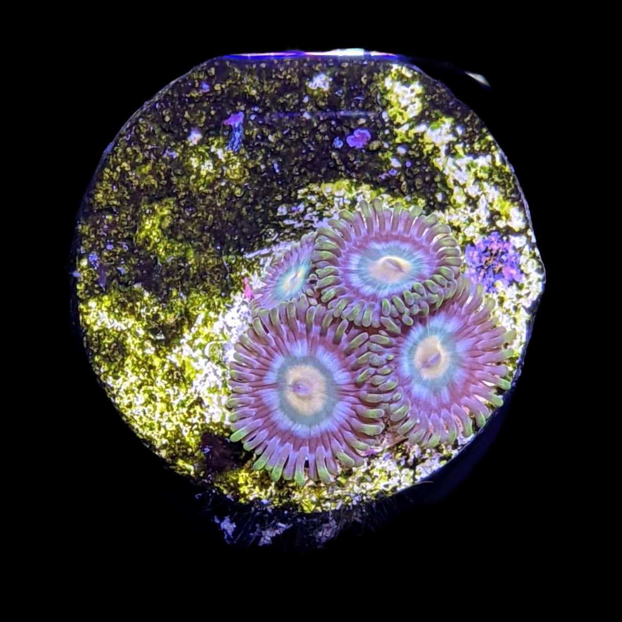Zoa Frag
