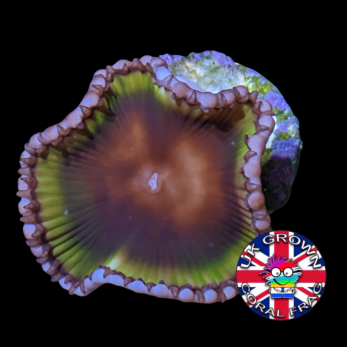 Grandis Paly Zoa Frag (UK Grown)
