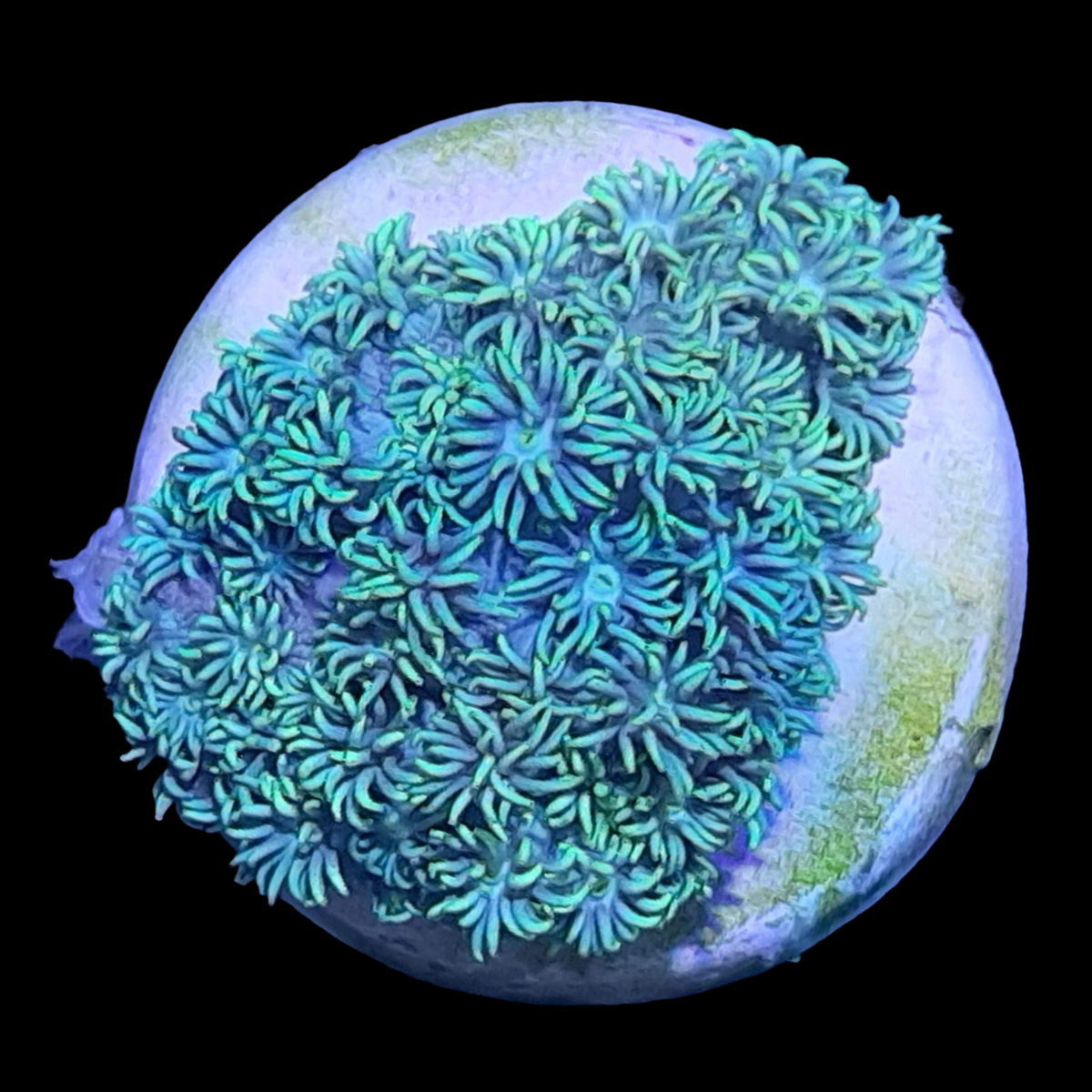 Mint Green Goniopora