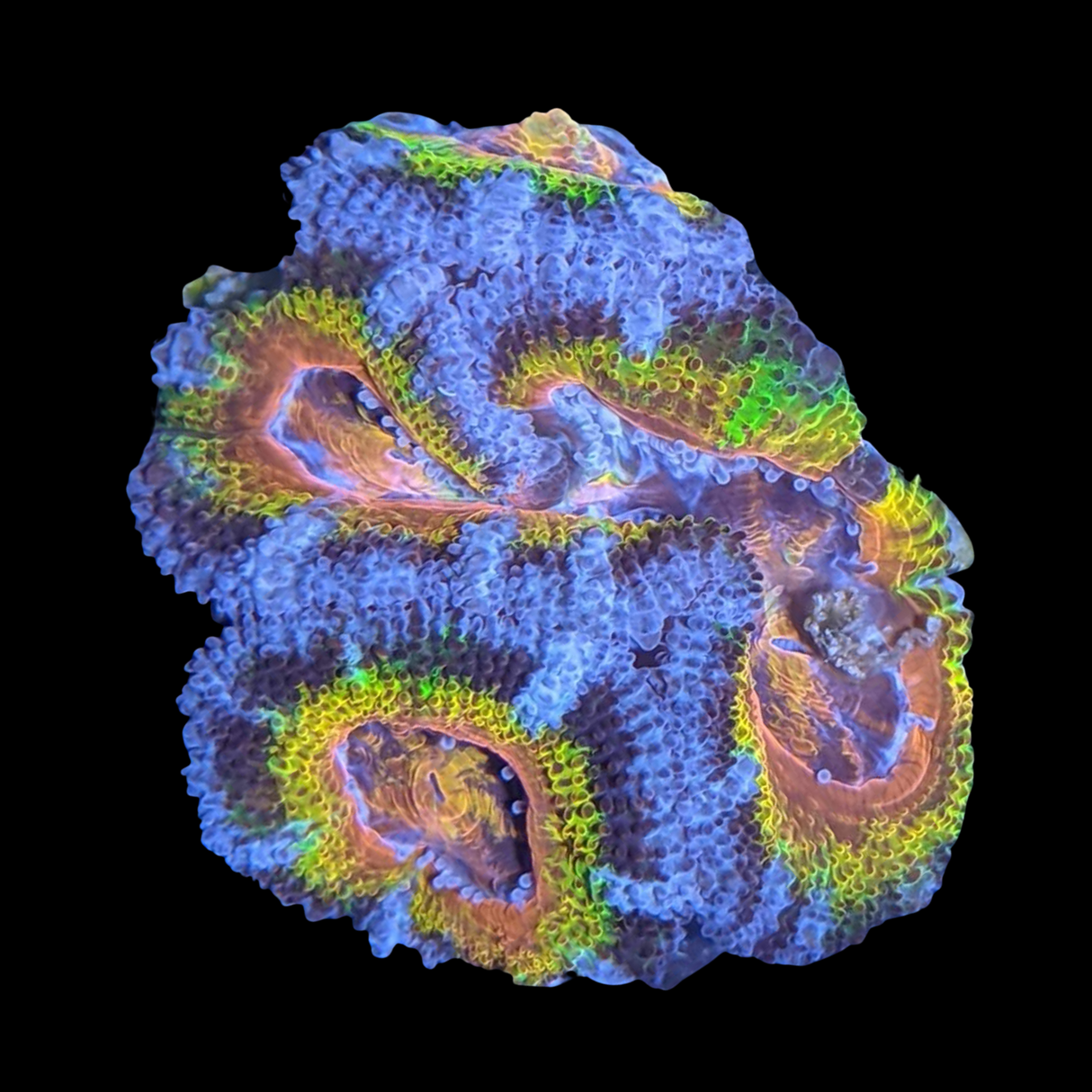 Rainbow Acanthastrea Lordhowensi