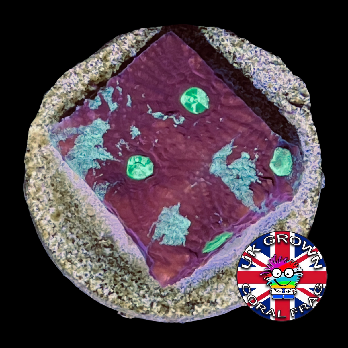 Favites Pentagona War Coral (UK Grown)