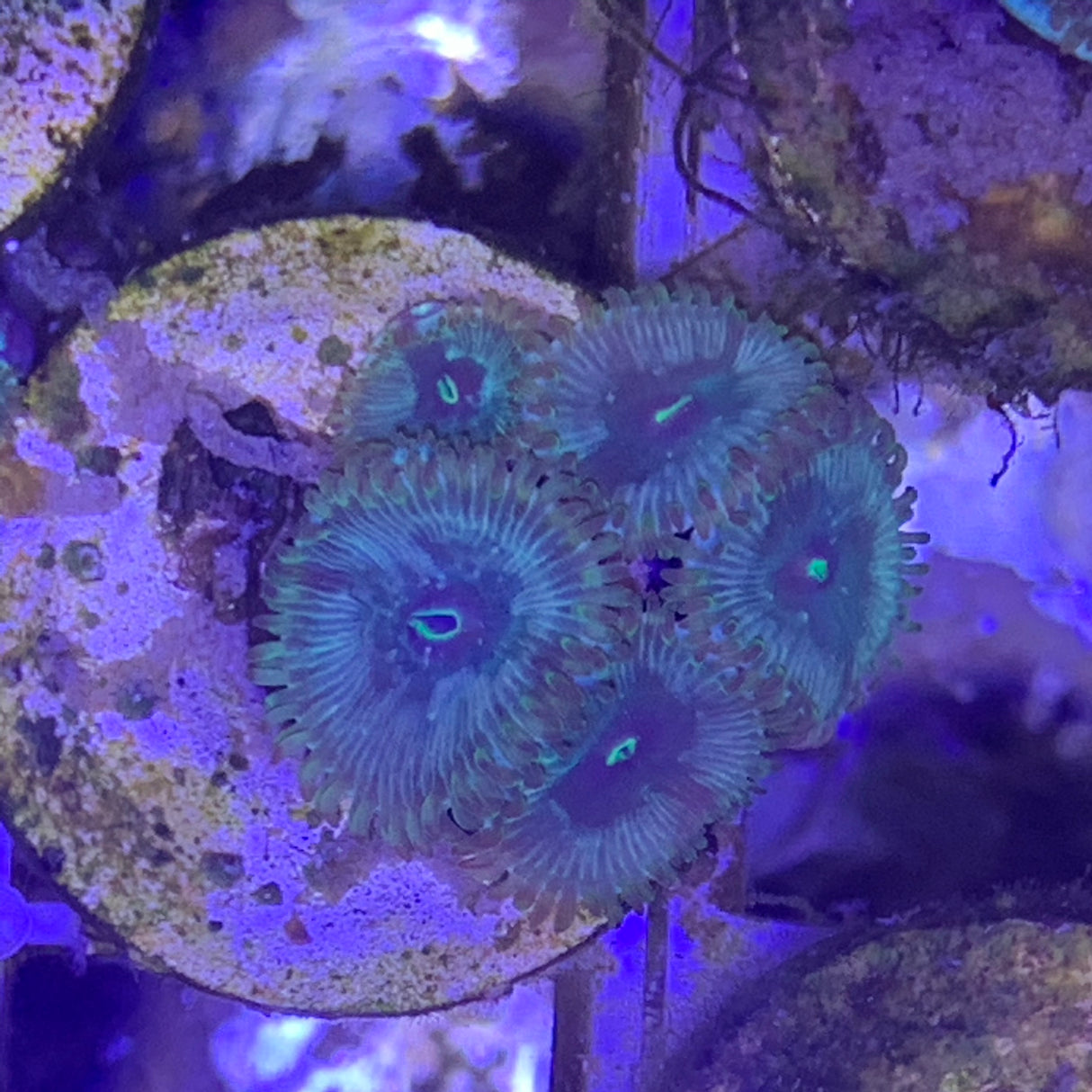 4 polyp Zoa frag