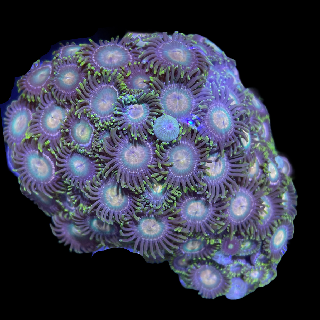 Zoa Mini Colony